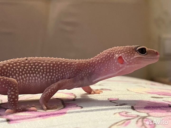 Эублефар с террариумом