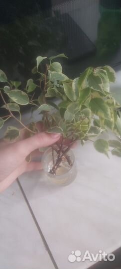 Фикус бенджамина пестролистный