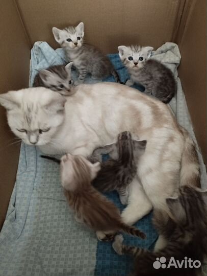 Кошка в дар бесплатно