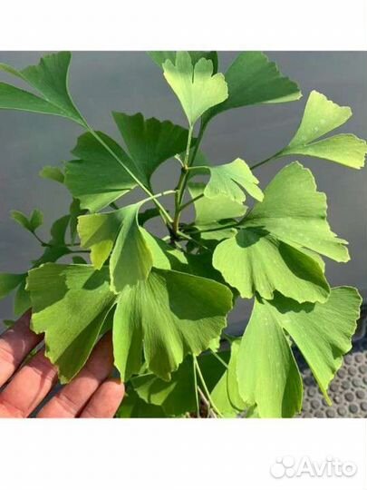 Гинко билоба