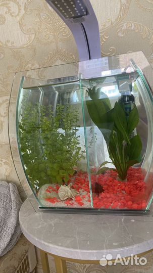 Аквариум