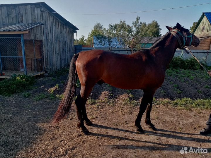 Продам жеребец