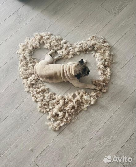 Груминг. Стрижка собак и кошек с выездом. Грумер