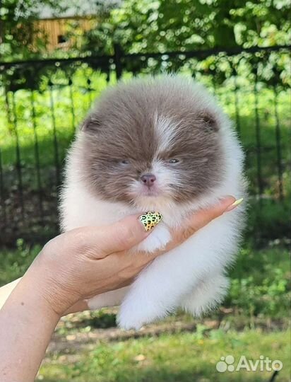 Померанский шпиц мини