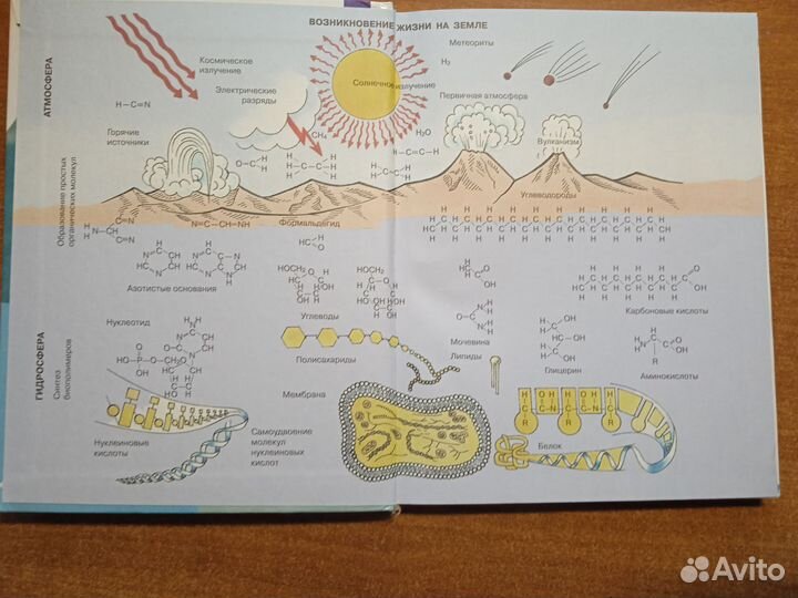 Учебник биология 11 класс