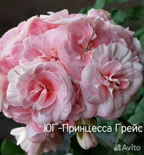 Пеларгония Ю-Царская Невеста,TA Леди Винтер и др