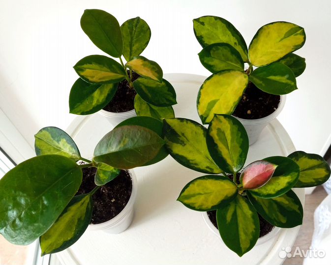 Хойя Australis Lisa (Аустралис Лиза)