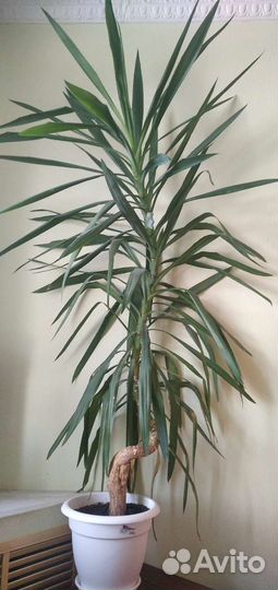 Пальма юкка