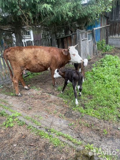 Корова с телятами