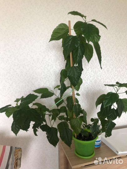 Китайская роза /Комнатные цветы