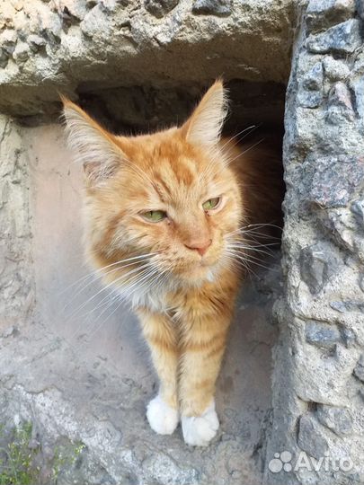 Рыжий котик