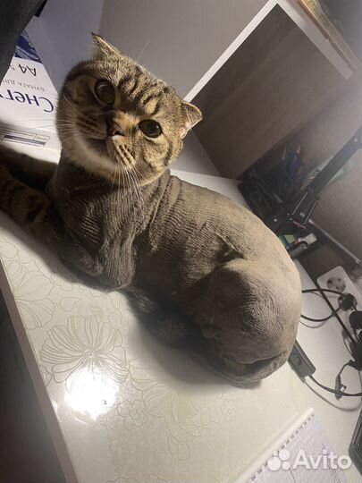Британский вислоухий кот