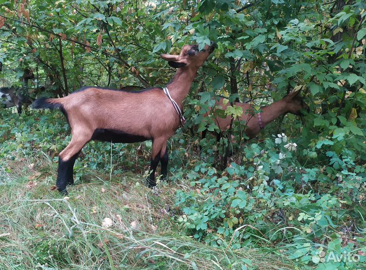 Чешская козочка 6 мес