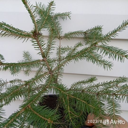 Саженцы ели