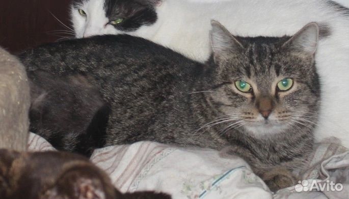Кошка в дар