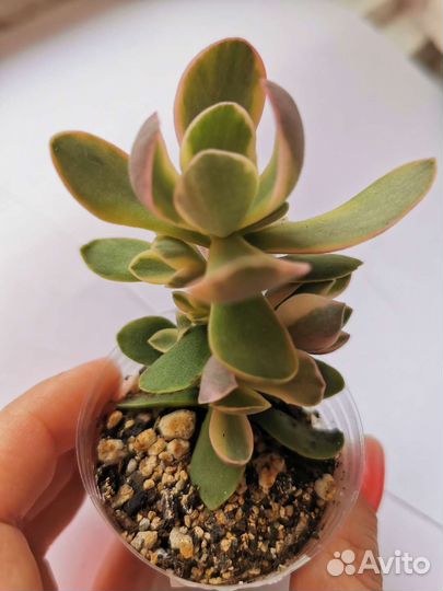 Домашние растения. Каллизия, крассула, седум