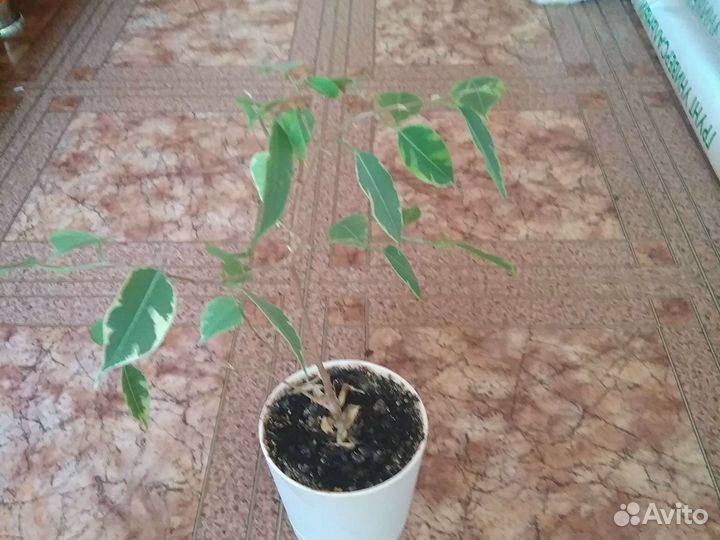 Фикус бенджамина кинки