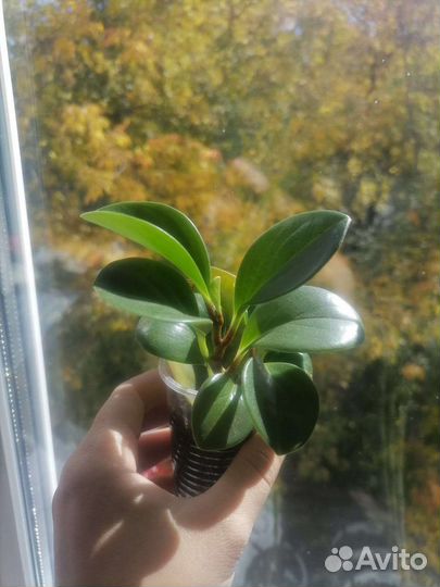 Пеперония, бегония, каланхой