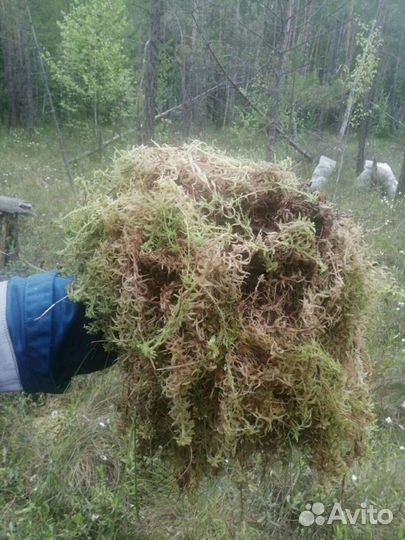 Мох (межвенцовый утеплитель)