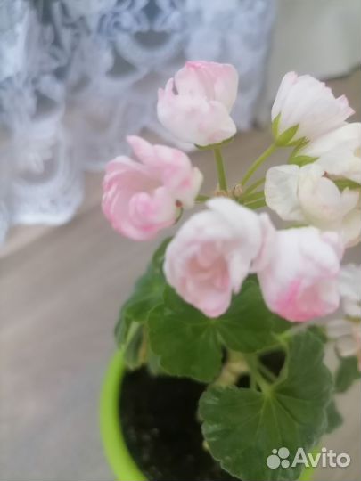 Пеларгония герань