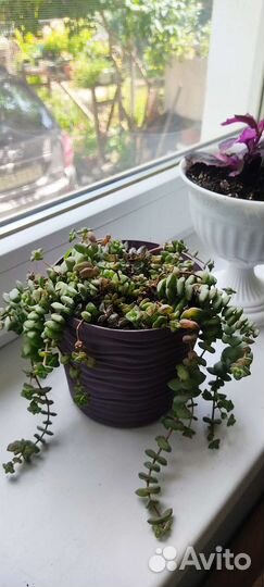 Домашние растения