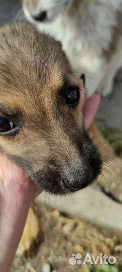 Девочки припевочки