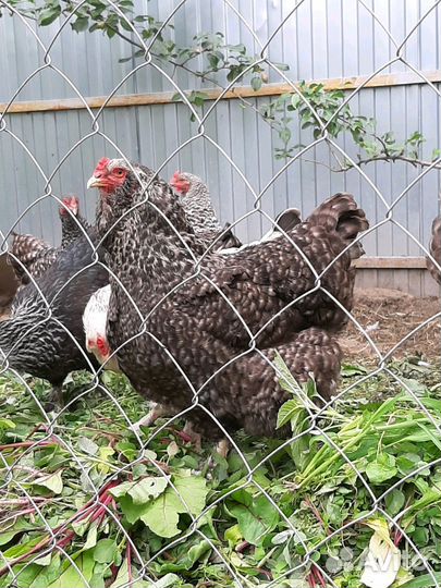 Петухи немецкие суперэкстра