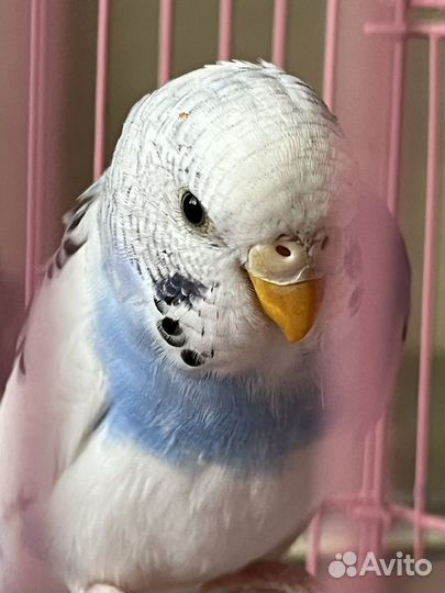 Волнистый попугай