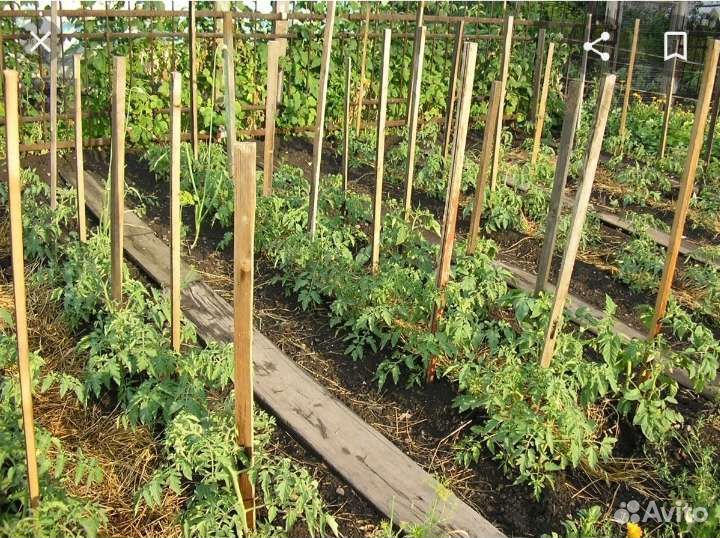 Колышки для подвязки