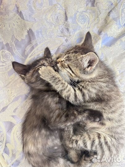 Котята в добрые руки приучены к лотку