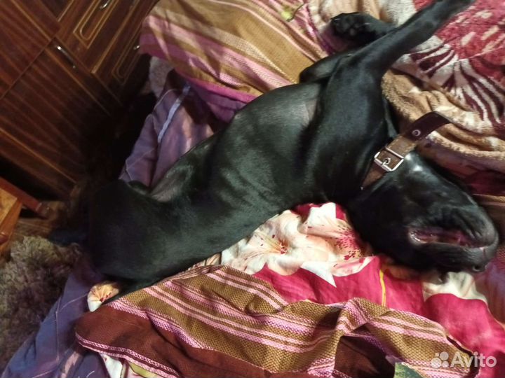 Собака Кане - Корсо