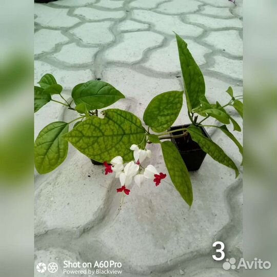 Комнатные растения