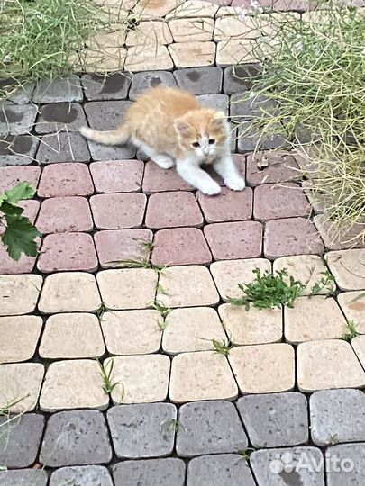 Котята рыжие бесплатно