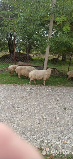 Овцы бараны