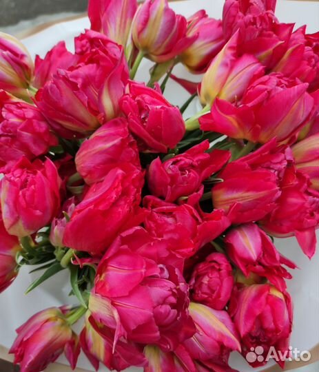 Тюльпаны. Букет тюльпанов с доставкой