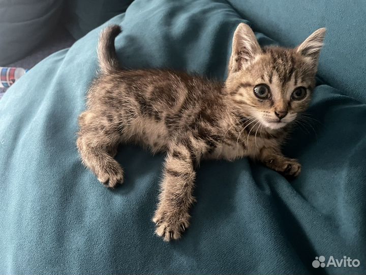 Котята