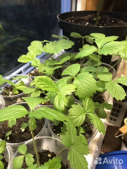 Рассада земляники ремонтантной