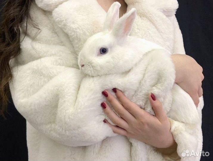 Аренда карликовых декоративных кроликов