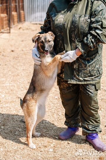 Собака в добрые руки