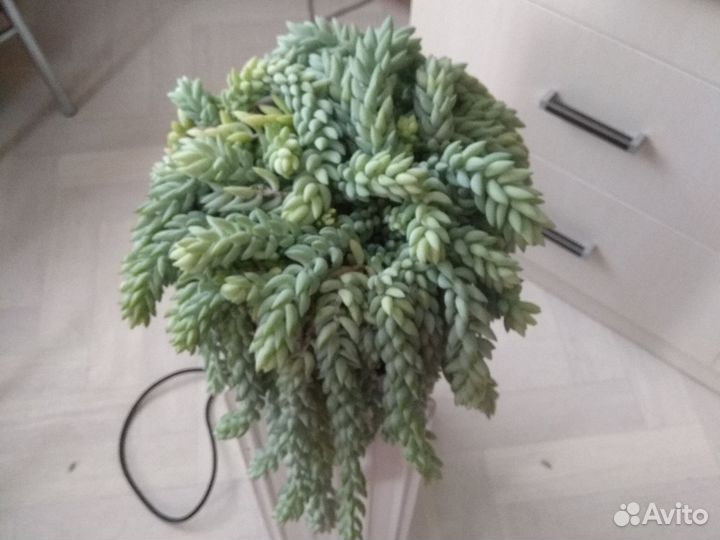 Очиток моргана