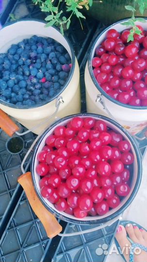 Саженцы малины, вишня, яблоня, слива