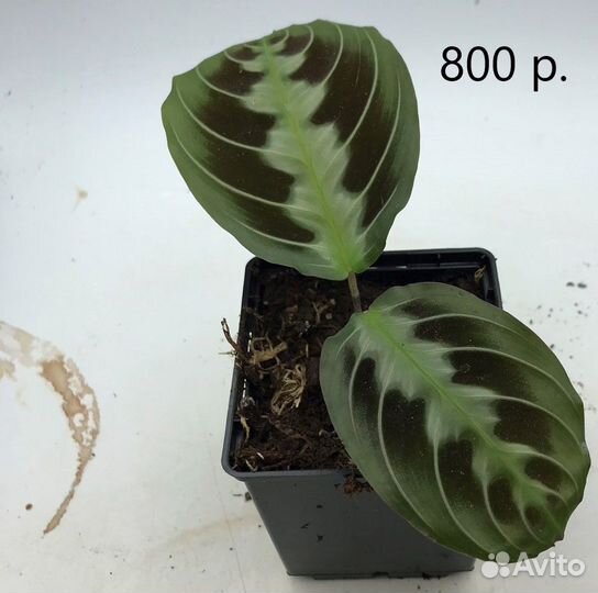 Маранта Массанжа