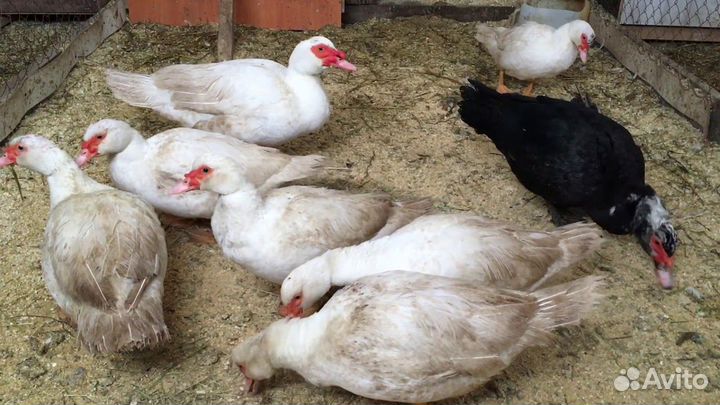 Селезень индоутки, индоутак