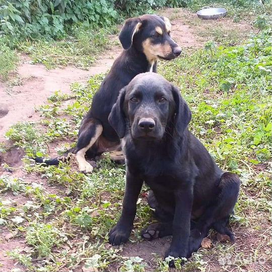 Щенки в добрые руки