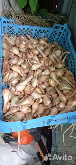 Лук на перо