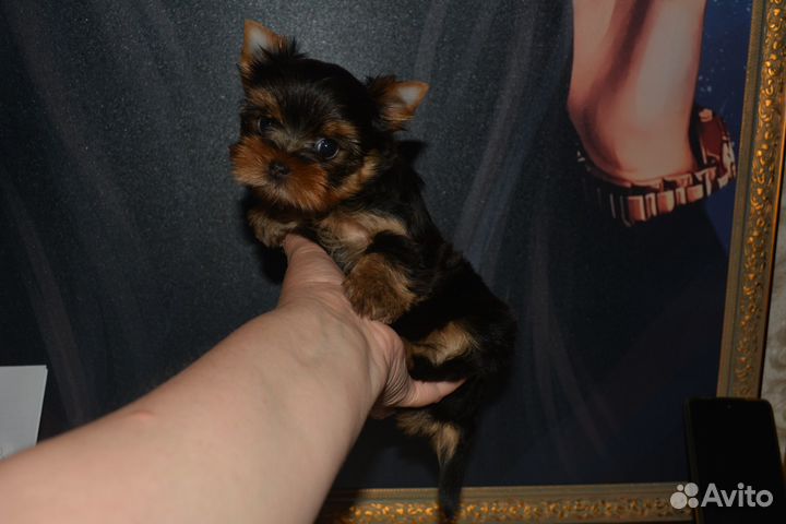 Кнопочка- мини девочка (бронь)