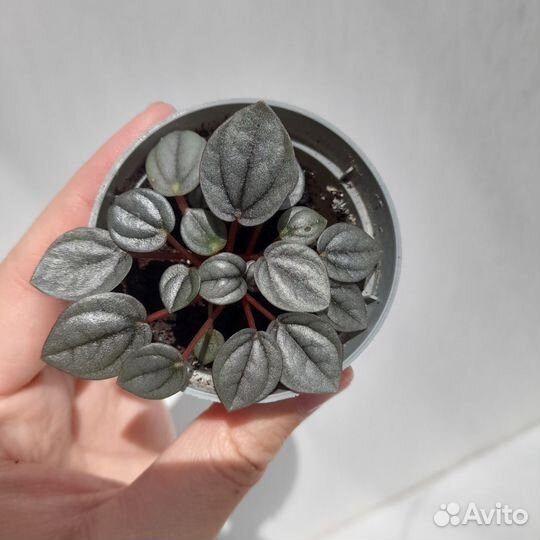 Пеперомия Бамбино