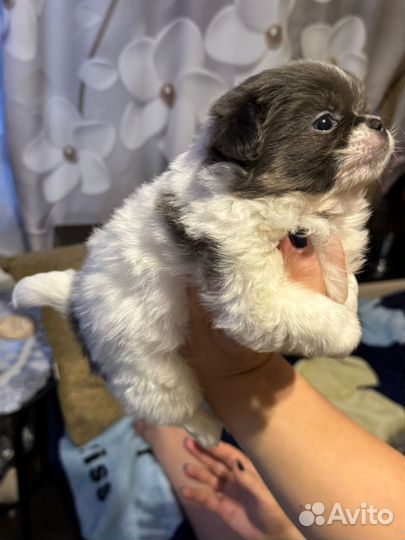 Щенки чихуахуа