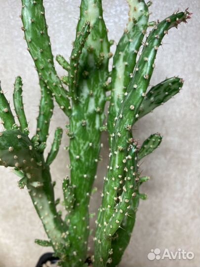 Кактусы и суккуленты