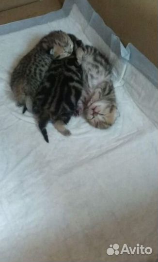 Кот шиншила текированая